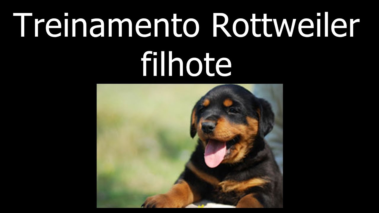 Treinamento - Filhote de Rottweiler
