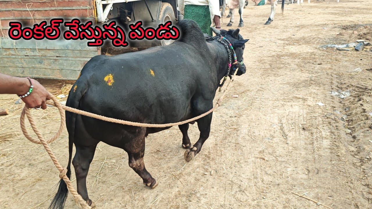 వీడికి కొద్దిగా అమ్మాయిల్ని చూపించండి రా ఎంతో ఫైర్ లో ఉన్నాడు
