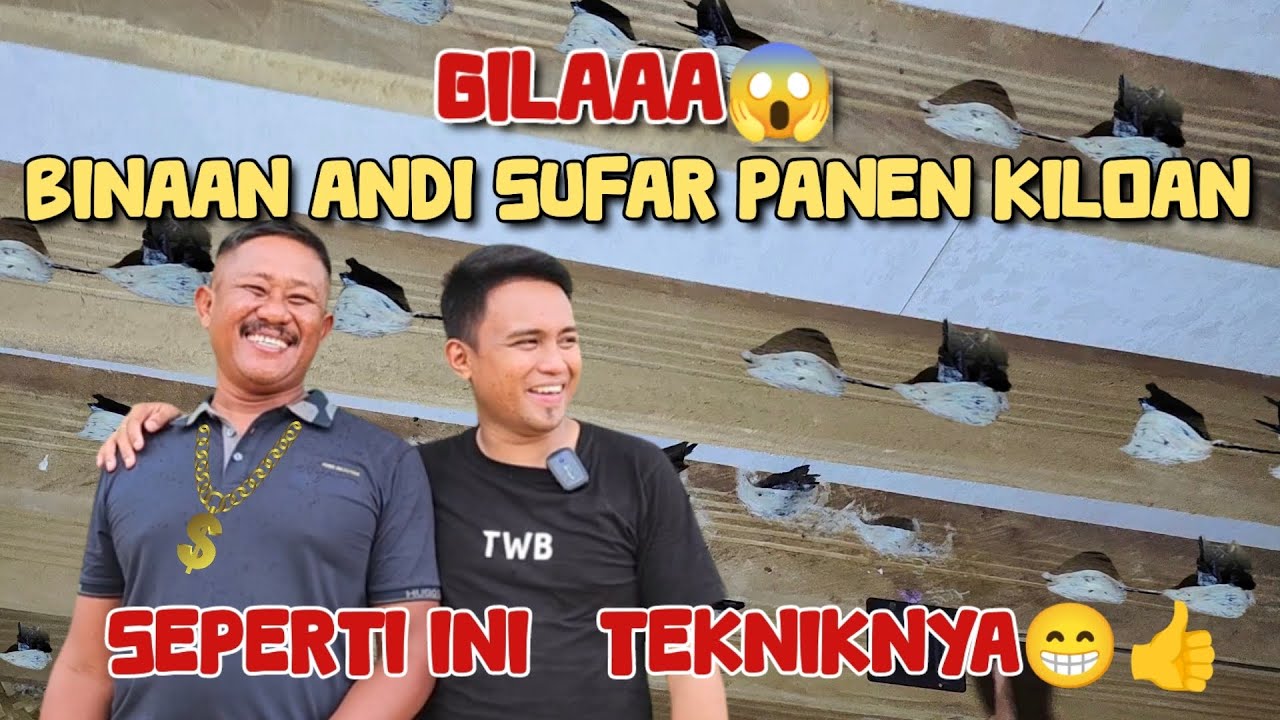 Binaan andi sufar kini menjadi sultan.😍 Panen kiloan, lanjut rbw ke 5 👍