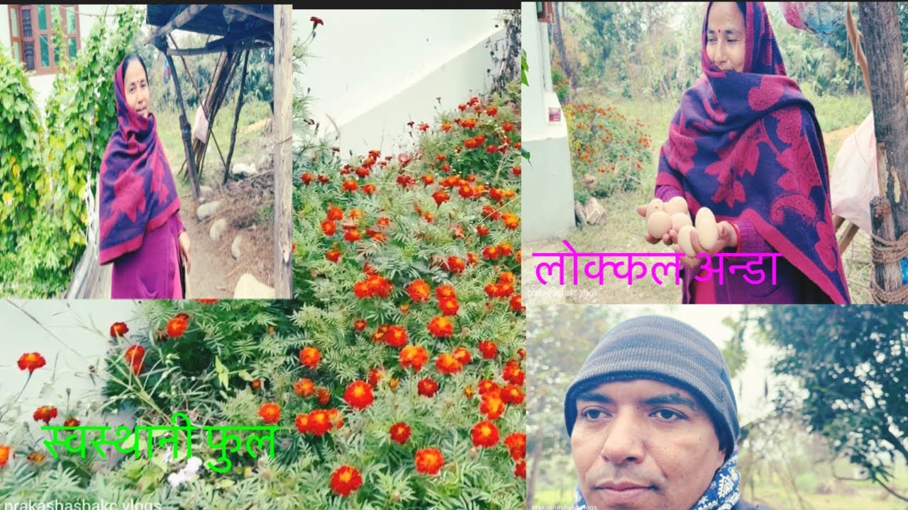 लोक्कल कुखुराको अन्डा जम्मा गर्दै || prakashasha kc vlogs 