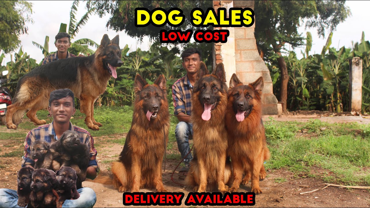 Dogs For Sales Puppies Low Cost  All Breed GSD puppies Quality Puppies Sales Dog kennel  Delivery