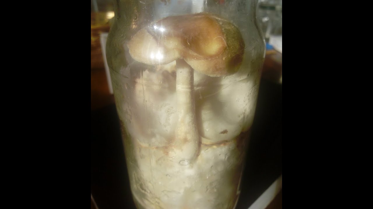 Inoculazione spore Lentinula edodes, il fungo Shiitake - Parte1