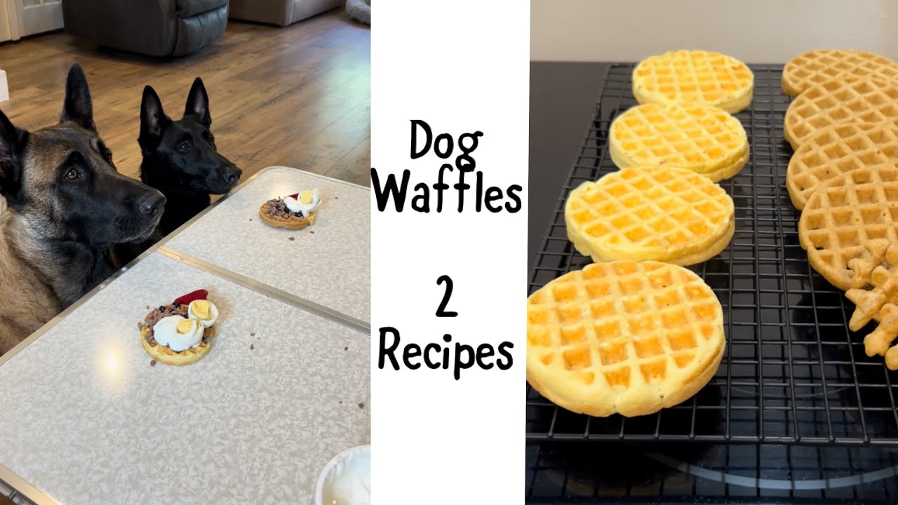 Super Easy Dog Waffles #smartdog #belgianmalinois #waffle