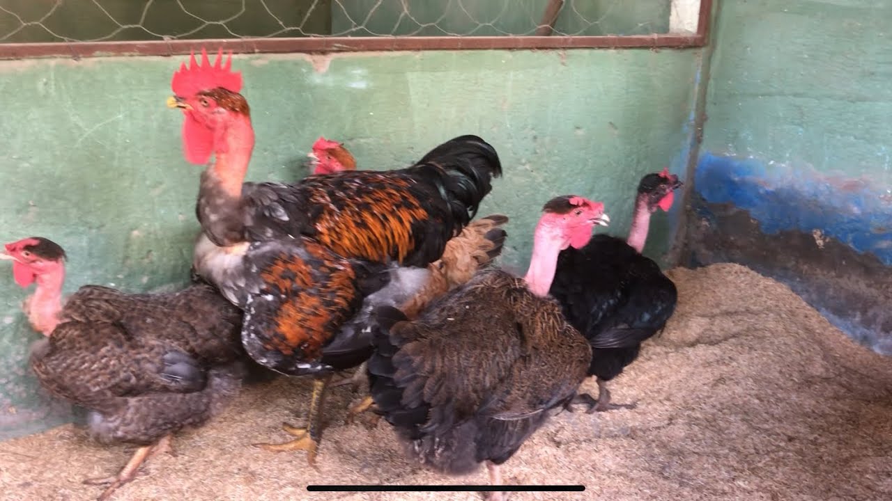 Nova raça de agalinha no Brasil
