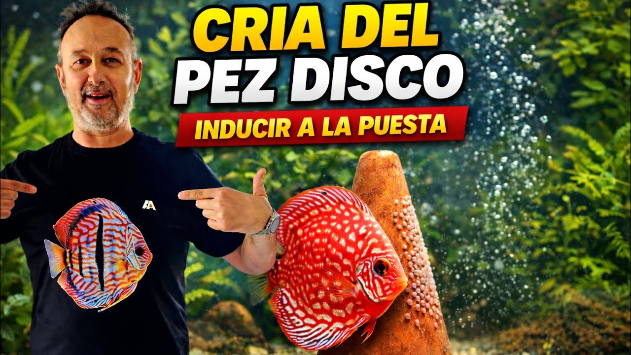CRIA DEL PEZ DISCO | INDUCIR A LA PUESTA by Alan Albiach 