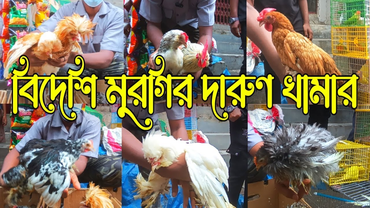 বিদেশি মুরগীর দারুন খামার এলো মিরপুর পাখির হাটে ||মিরপুর ১ পাখির হাট #birds #exotic #mirpur #mobin 