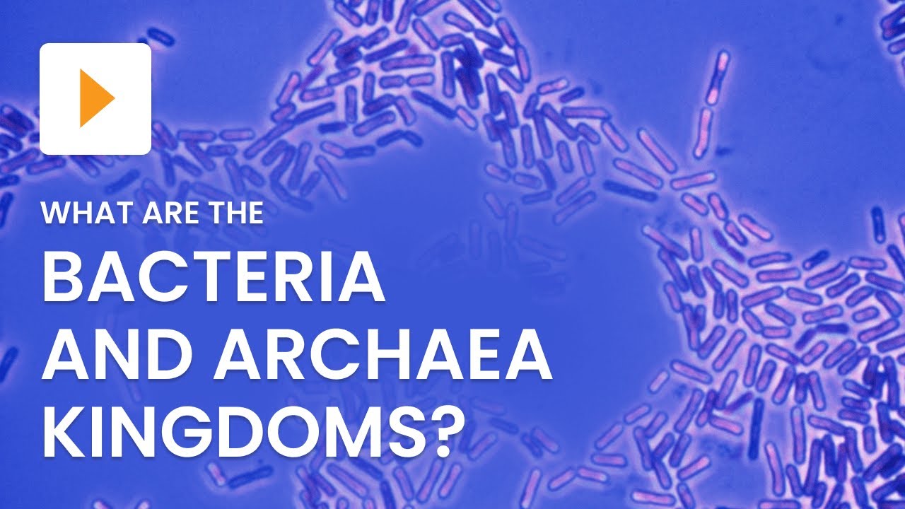 Bacteria and Archaea Kingdoms Explained | Science | ClickView