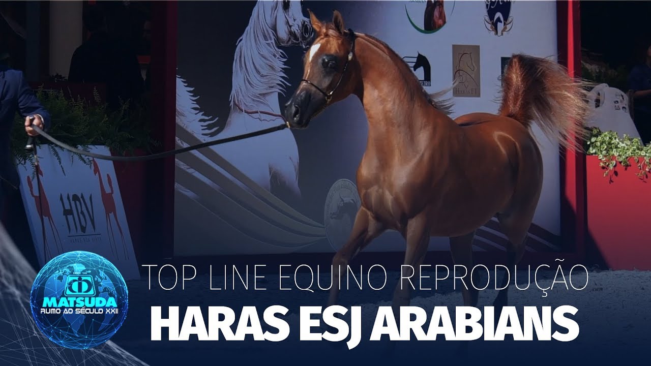 Cavalo Árabe l Como suplementar um campeão