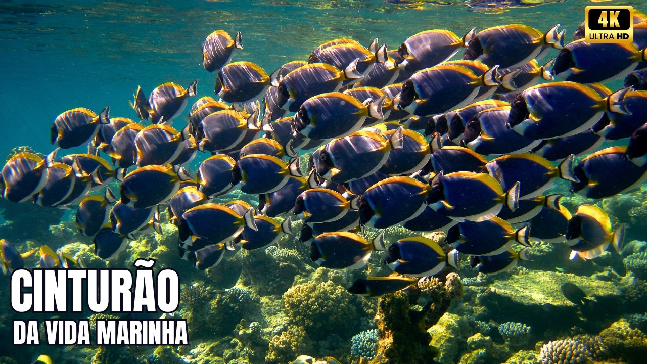 O Cintur&atilde;o da Vida Marinha | O Segredo Oculto dos Recifes Mais Ricos do Planeta 4k