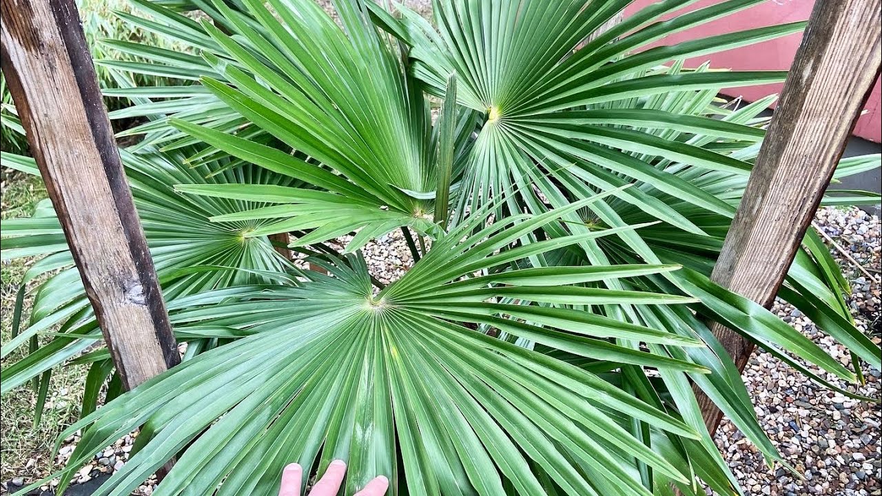 Trachycarpus fortunei - zimowanie w gruncie, zabezpieczenie, odkrywanie po zimie.