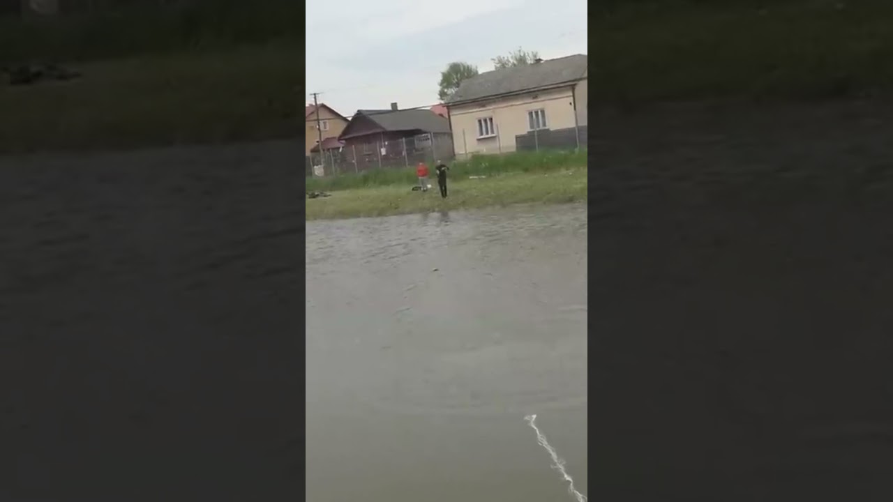 Jak bierze wielki sum na zrywkę i strzela zrywka