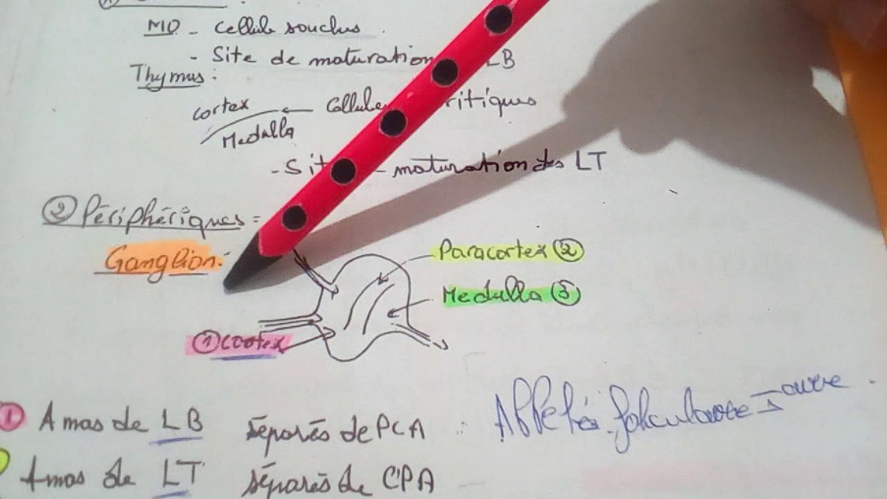 Cours 2: les organes lympho&iuml;des primaires et secondaires