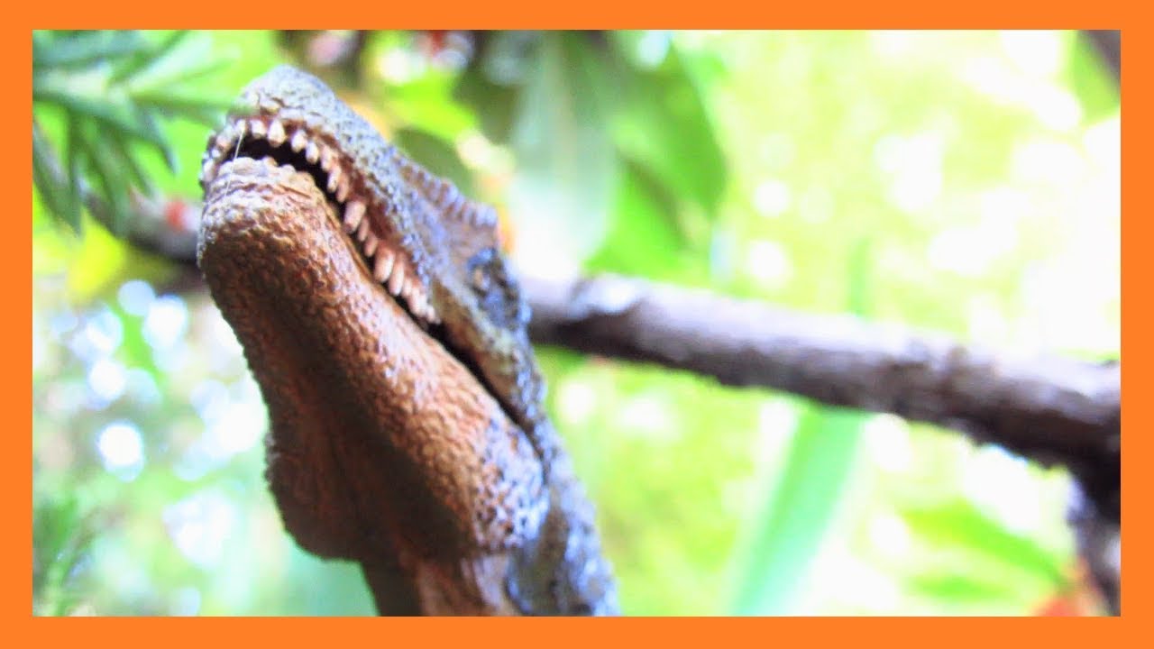 Dinosaur Island S5 EP4 