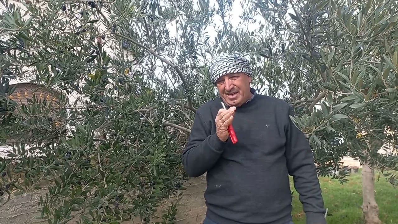 العناية بشجرة الزيتون قبل وبعد جريان العصارة