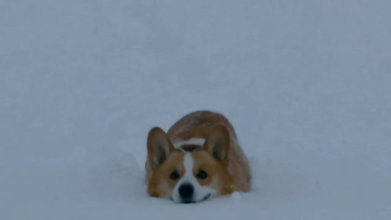 Short feet & deep snow / 脚よりも深い雪をモソモソ歩く コーギー
