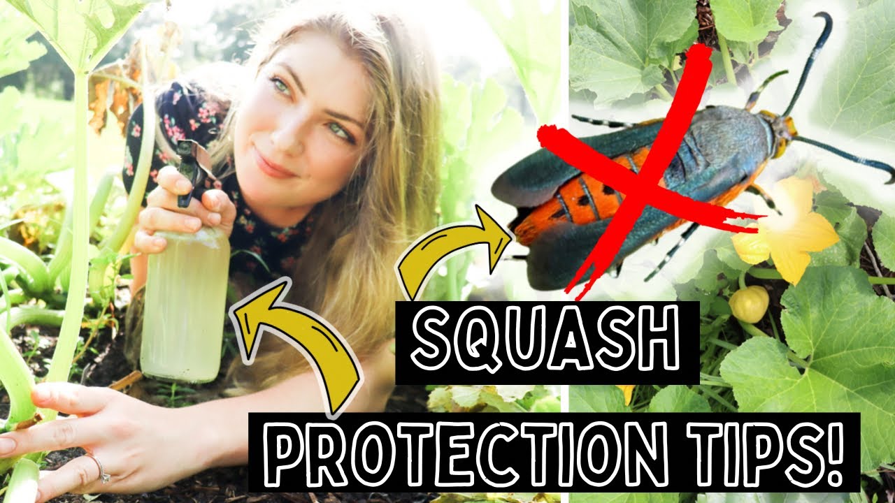 Tired Of Squash Bugs Destroying Your Beloved Crops? DO THIS To Protect From Squash Bugs& Vine Borers