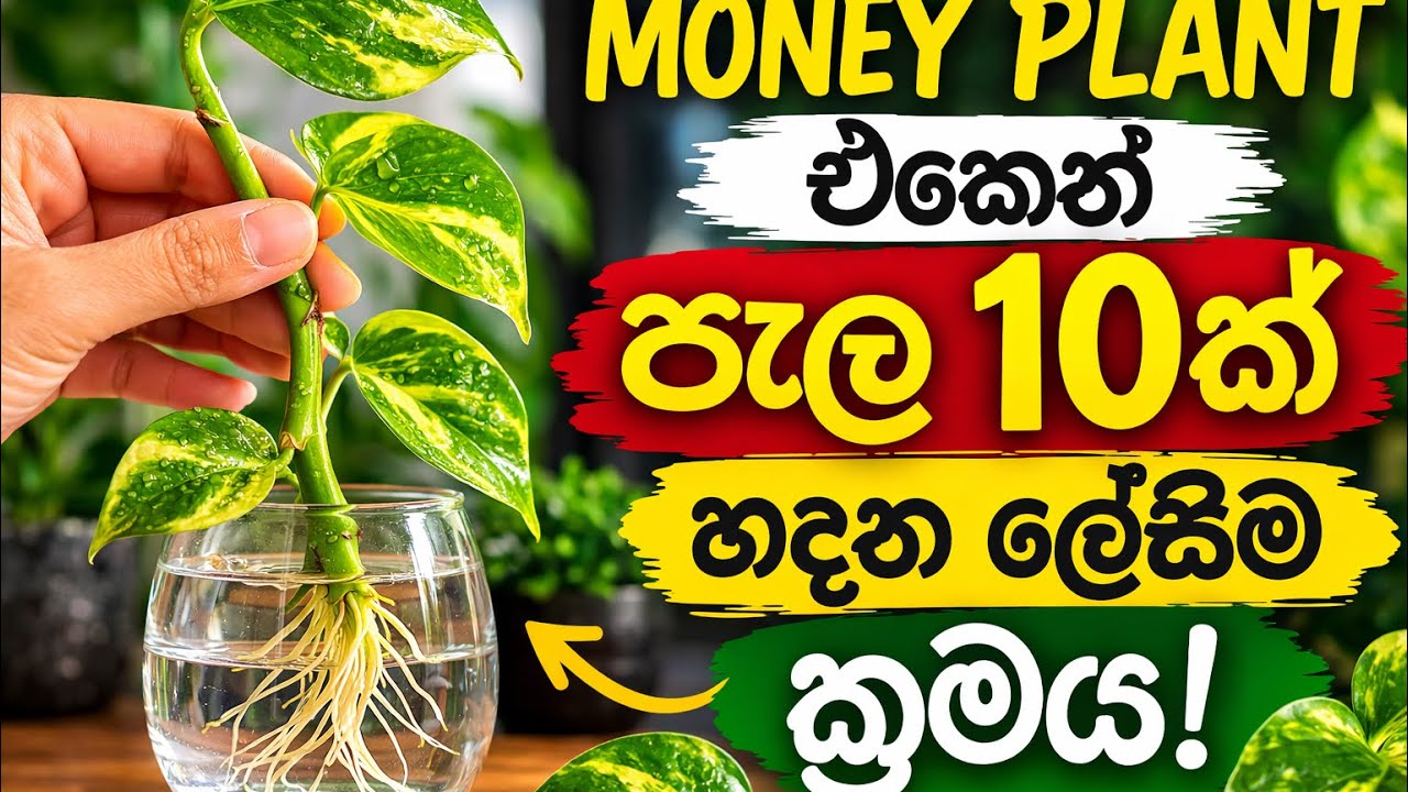 Money Plant එකෙන් පැල 10ක් හදන රහස 🌿 #moneyplantpropagation #moneyplant #gardeningtips #home 