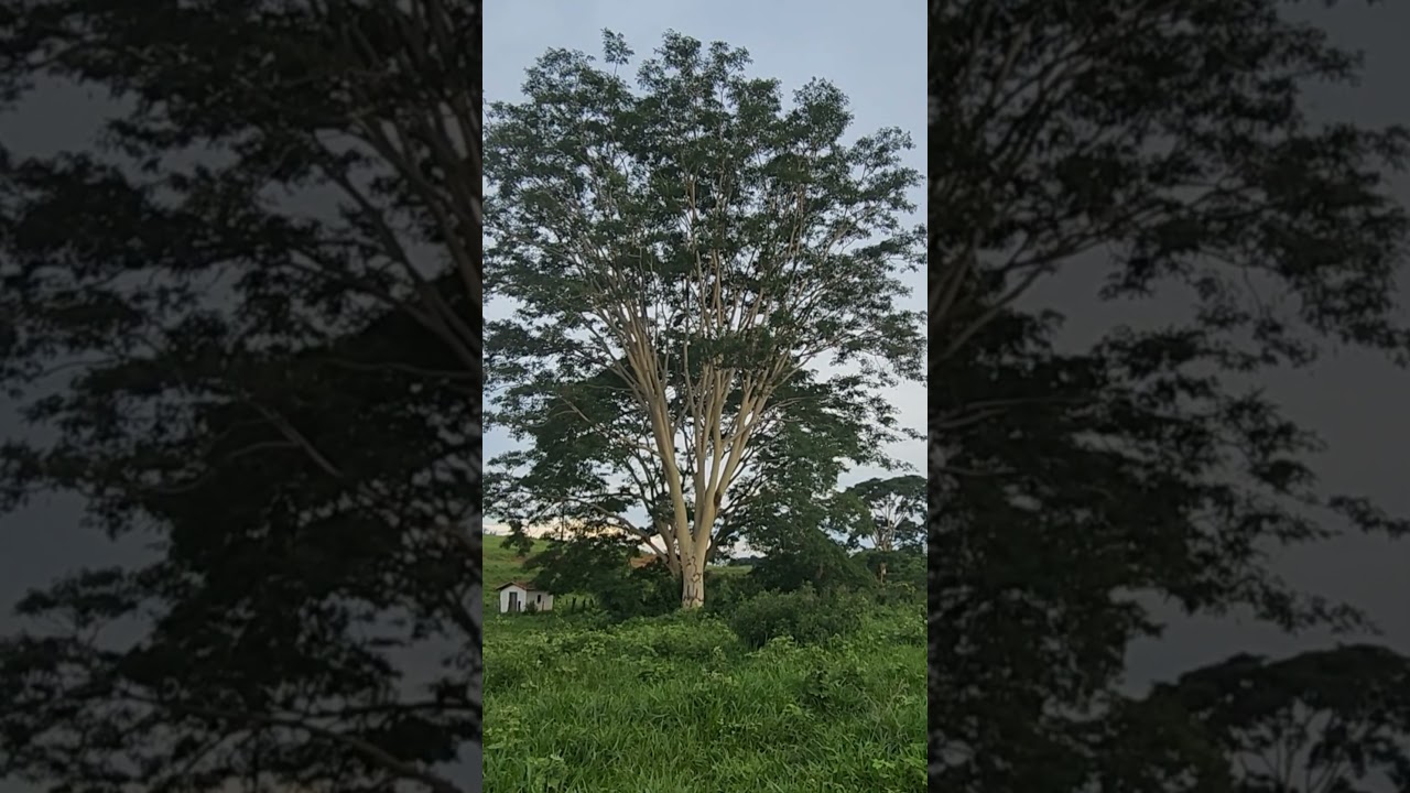 #Tamboril Branco, Arvore do norte de Minas