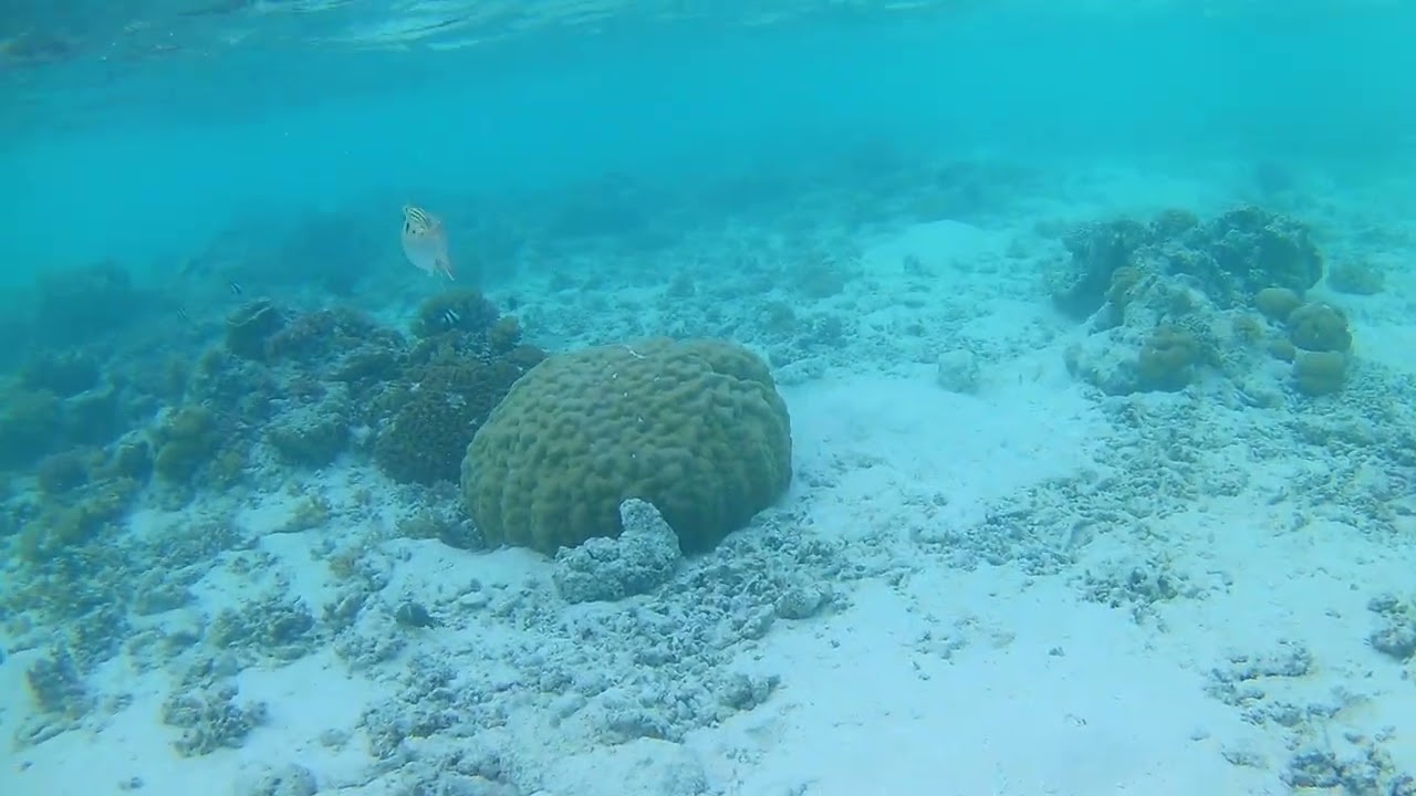 Sun Siyam Vilu Reef , snorkeling