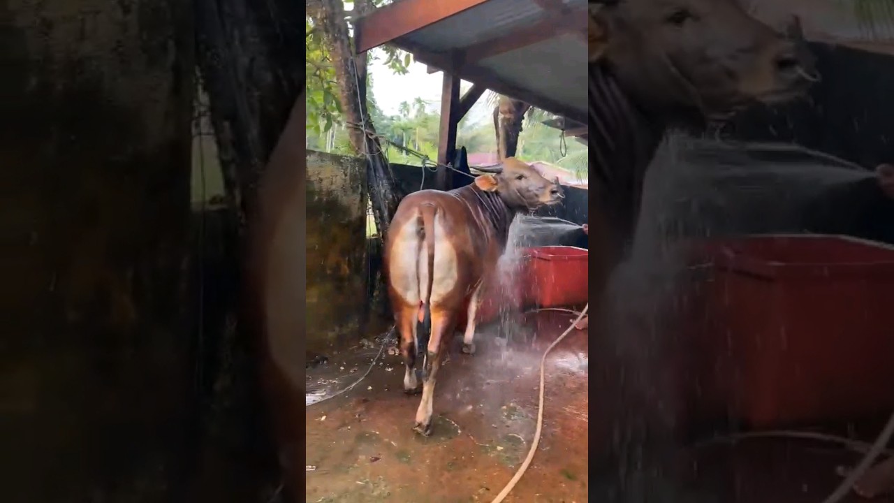 Sapi imut mandi #sapilucu #sapi #sapijinak #sapibrahman #sapikurbananimasi #sapikurbanmurah #short#