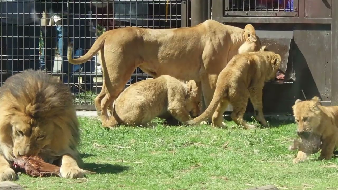 2026.3.8(日)　ライオンエサやり　のんほいパーク