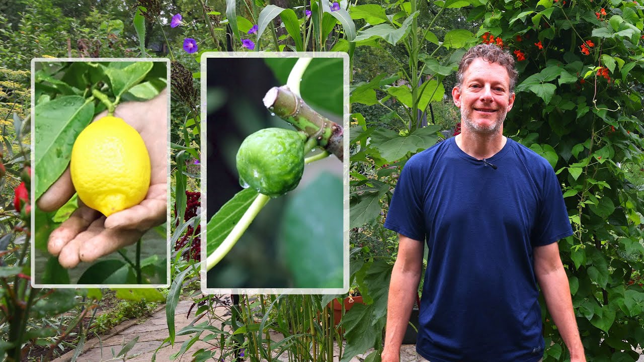 Citrus and Olive Trees… in Canada? Full Garden Tour