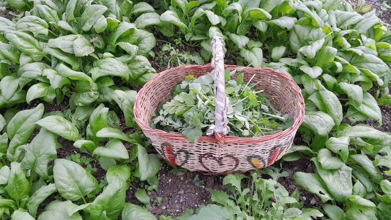 # ÇEŞİT ÇEŞİT YABANİ OTLAR TOPLADIM