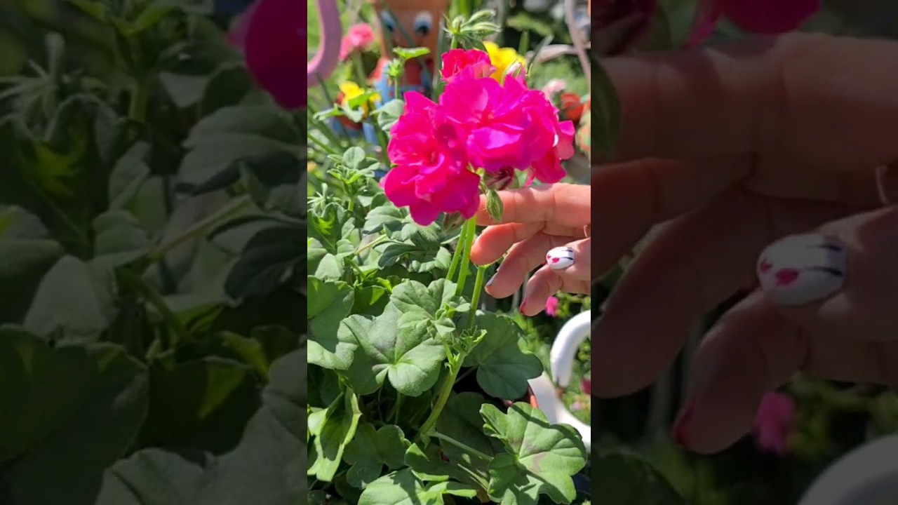 &iquest;Quieres saber los cuidados de la planta gitanilla? video completo #floresferrera