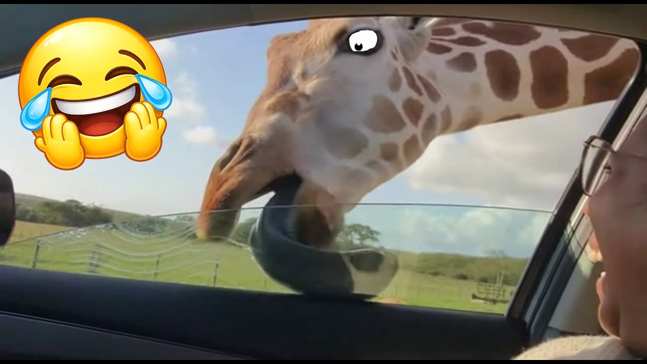 The Funniest Animal Videos 😂 With Animal Pranks