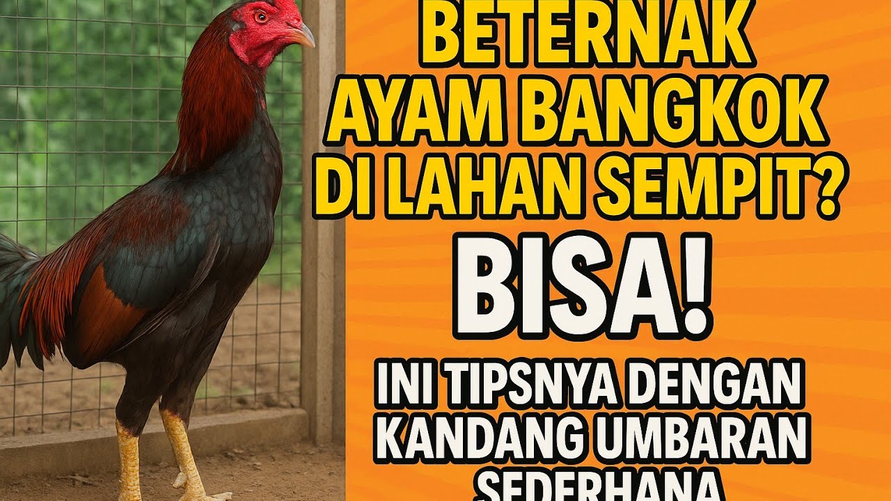 Beternak Ayam Bangkok di Lahan Sempit? Bisa! Ini Tipsnya dengan Kandang Umbaran Sederhana!