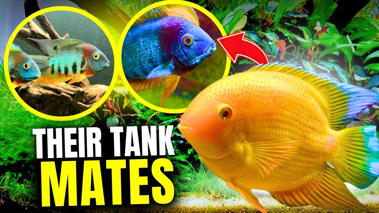 15 BEST Severum Tank Mates...