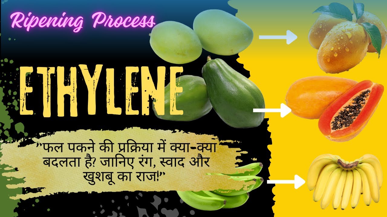 Ethylene(C2H4) a Ripening Hormone (Healthy & Legally Acceptable Technique of Fruits Ripening)