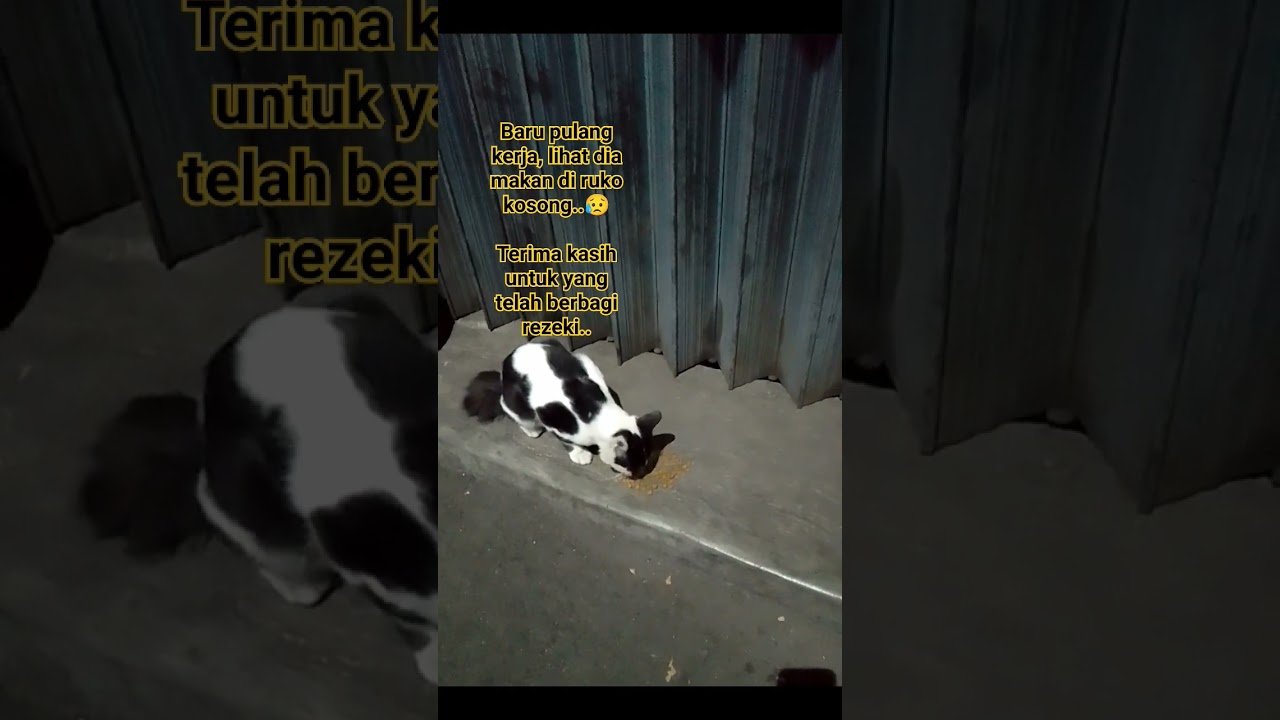 Kucing di ruko kosong 