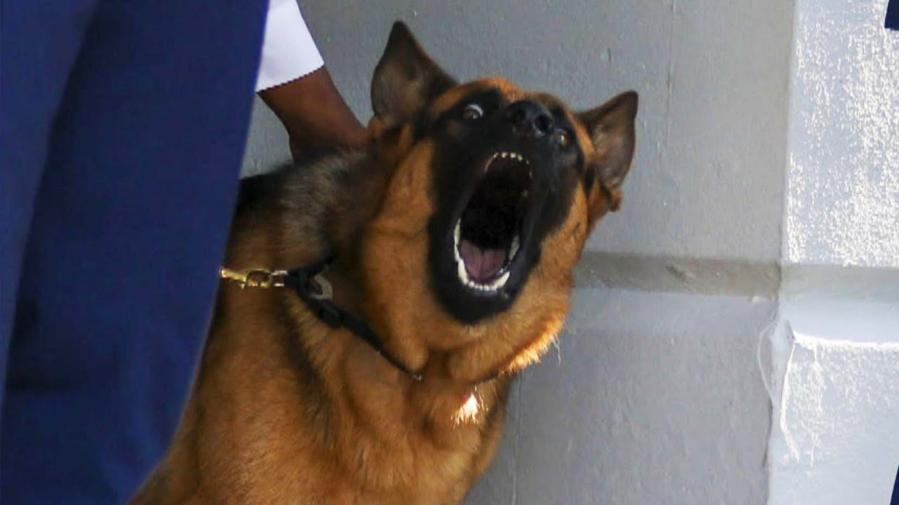 President Biden’s Dog Bites Another Secret Service Member