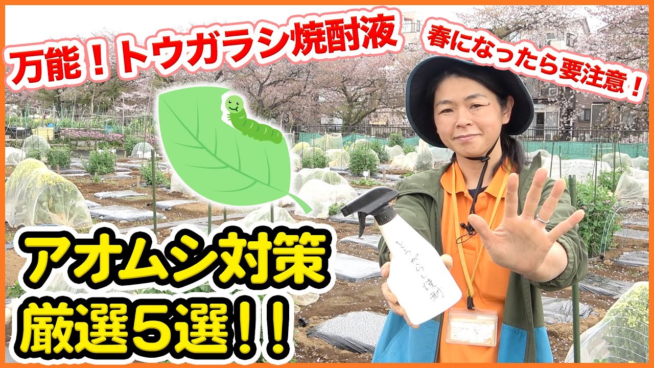 春になったら要注意！アオムシを寄せ付けない方法おすすめ厳選５選で撃退！野菜を守る万能トウガラシ焼酎液とは！？【家庭菜園】【自然農薬】