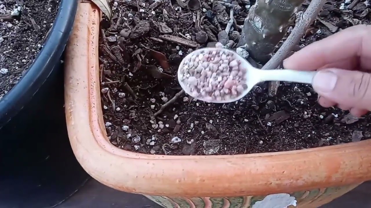 fertilizando mis coronas con triple 17 #colección #fertilizante .