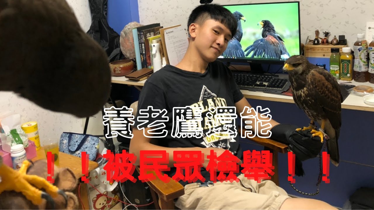 【養老鷹會遇到的鳥事情】｜Hawk training｜養老鷹養到被檢舉！動保處前來關心！日後還會被檢舉舉發嘛？？？