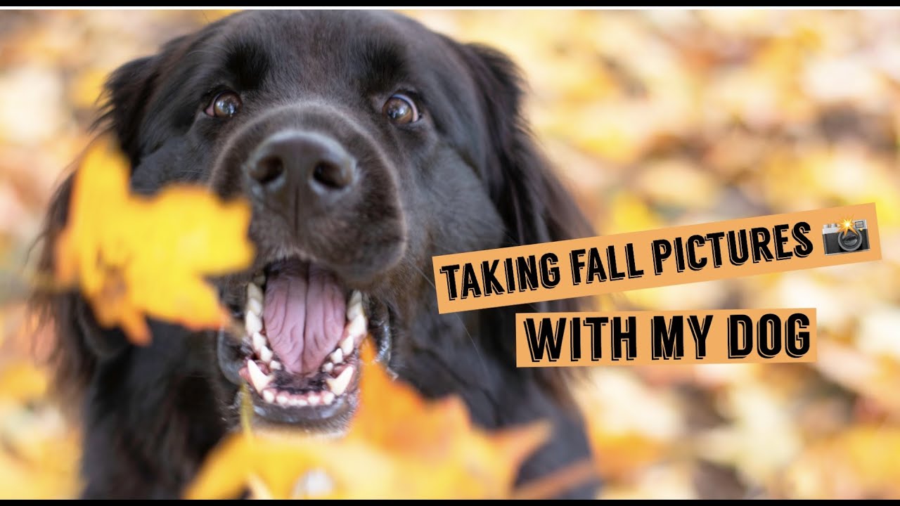 Taking Fall Pictures With My Dog