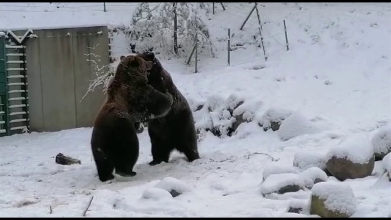 Bärenstarker Winterspaß im Wildpark-MV