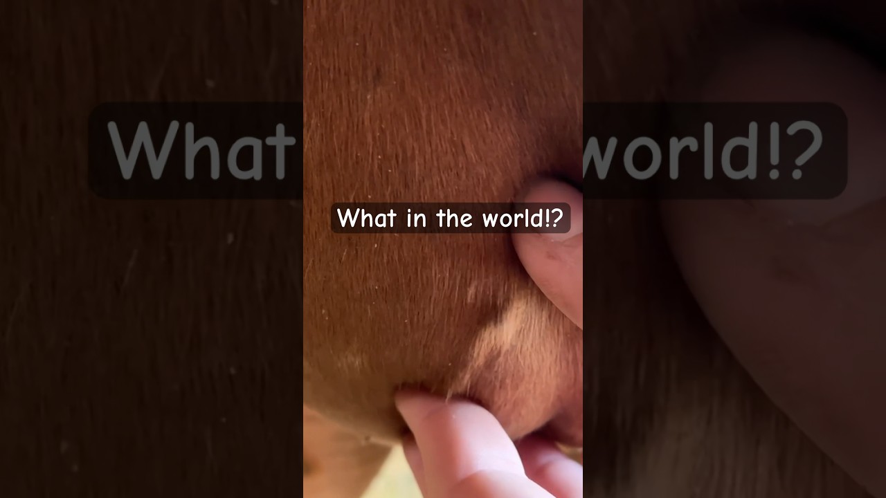 Giant Splinter removal! #horse