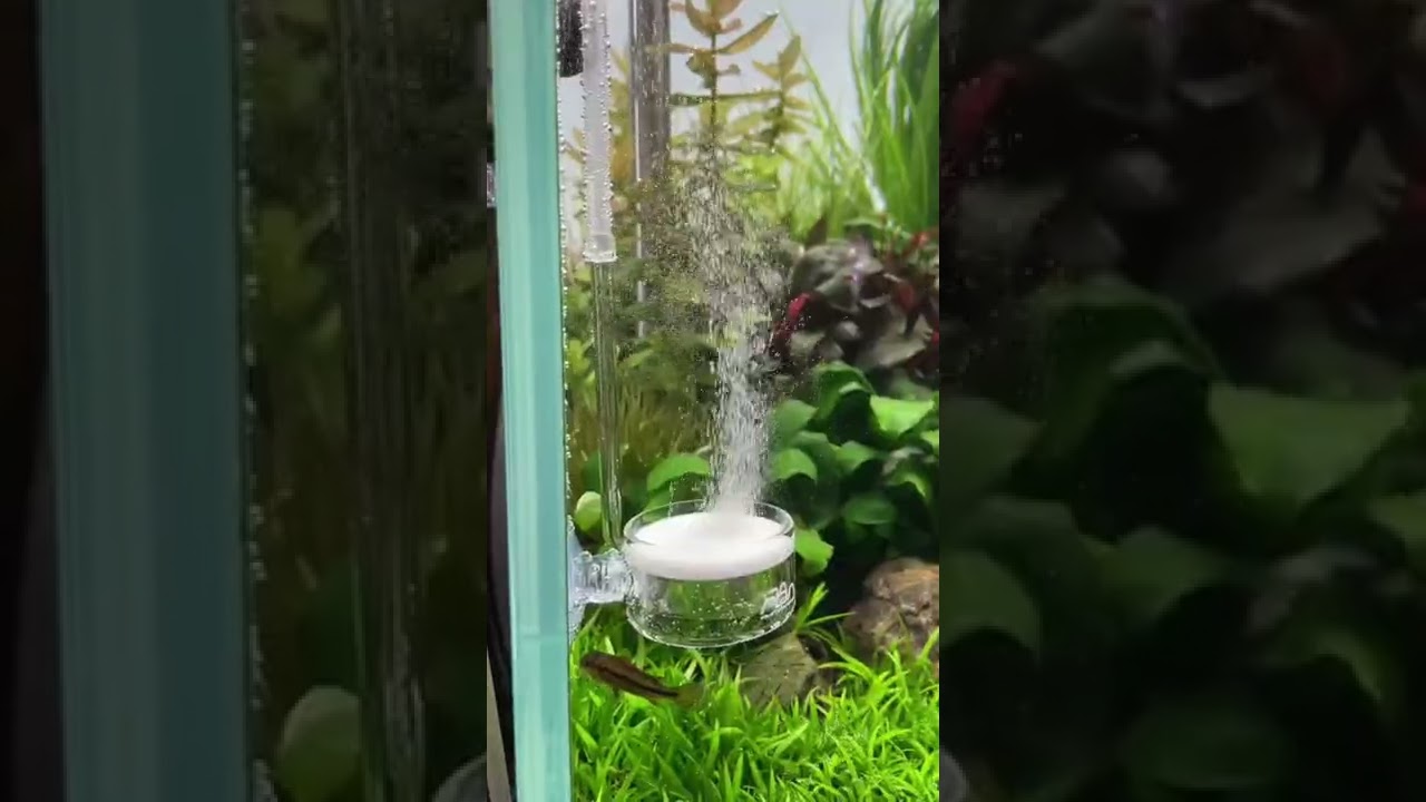 ADA CO2 Twist Counter & ADA Pollen Glass Beetle 😍 #aquarium #aquascape #aquascaping