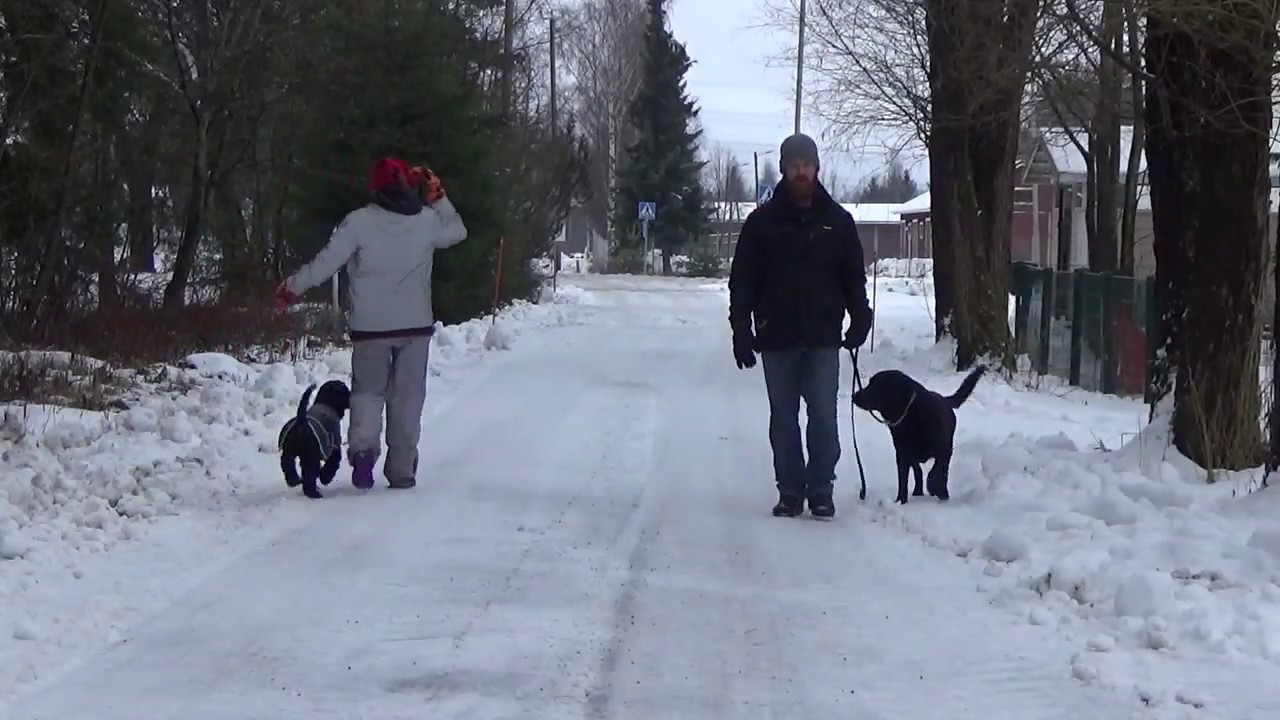 Labradorinnoutajan muutos koulutuksen aikana, Koirakoulu Homeetta