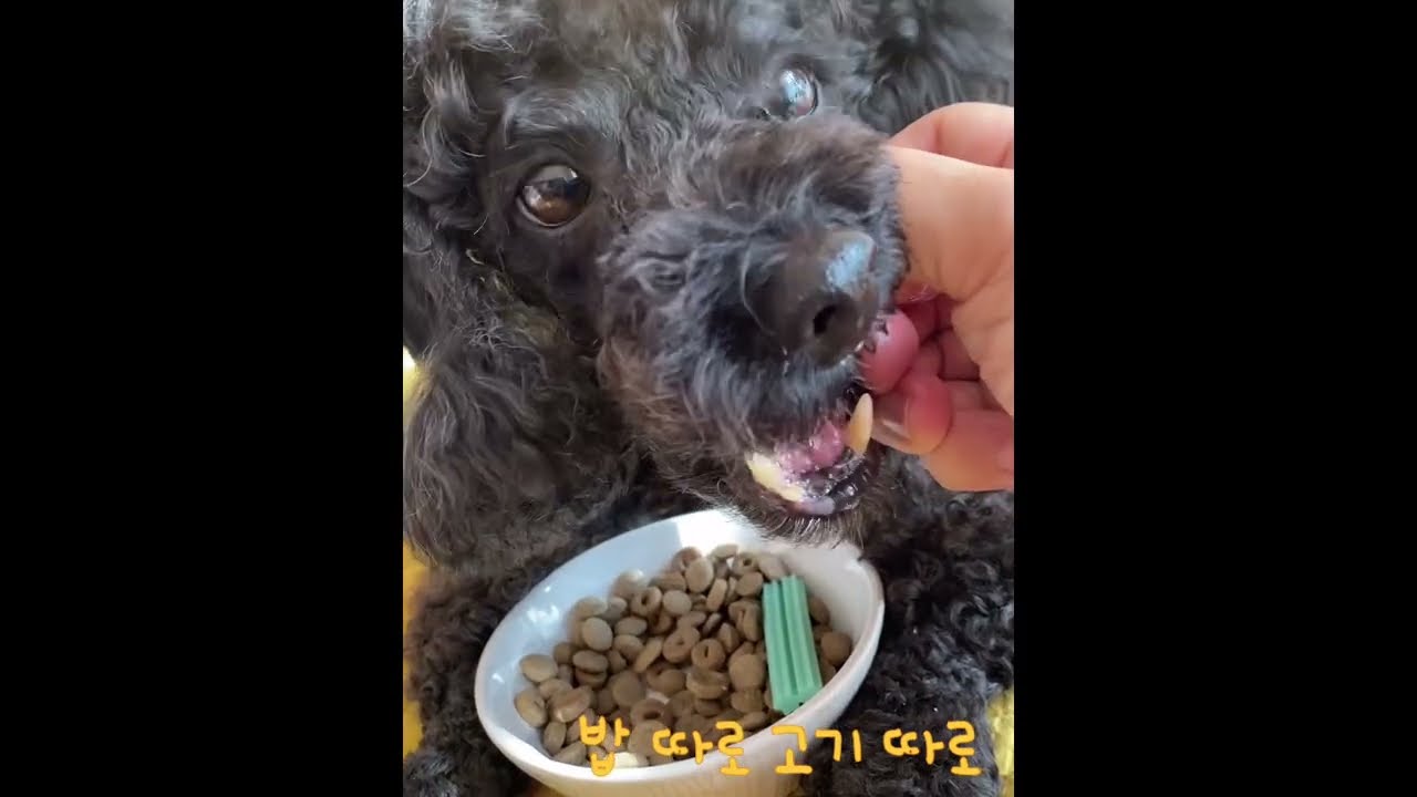 밥 따로 고기 따로 먹기