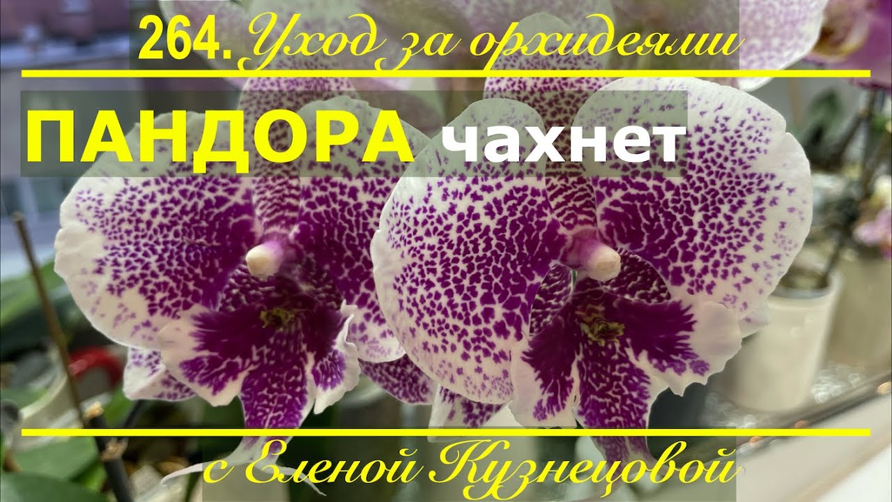 Хотела дождаться ВЕСНЫ, но... Если ничего НЕ делать, то орхидею можно потерять!