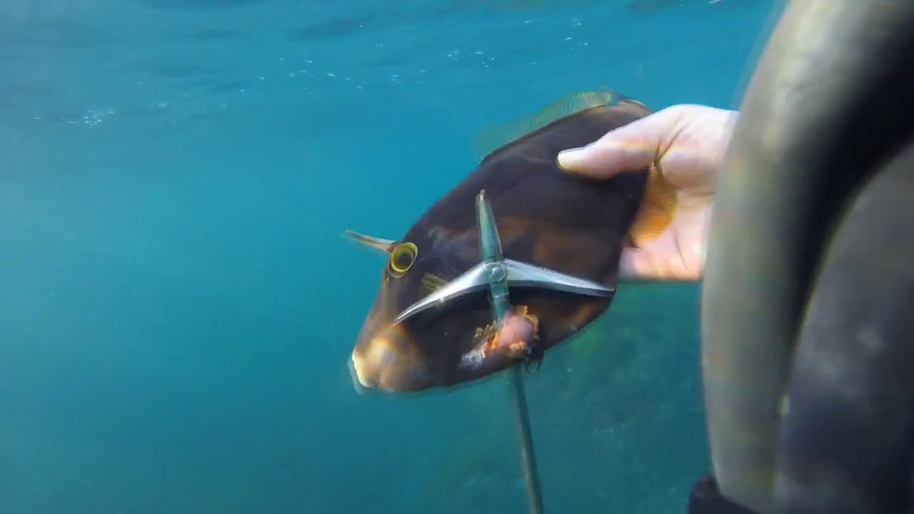 Spearfishing Wollongong Area Part 2
