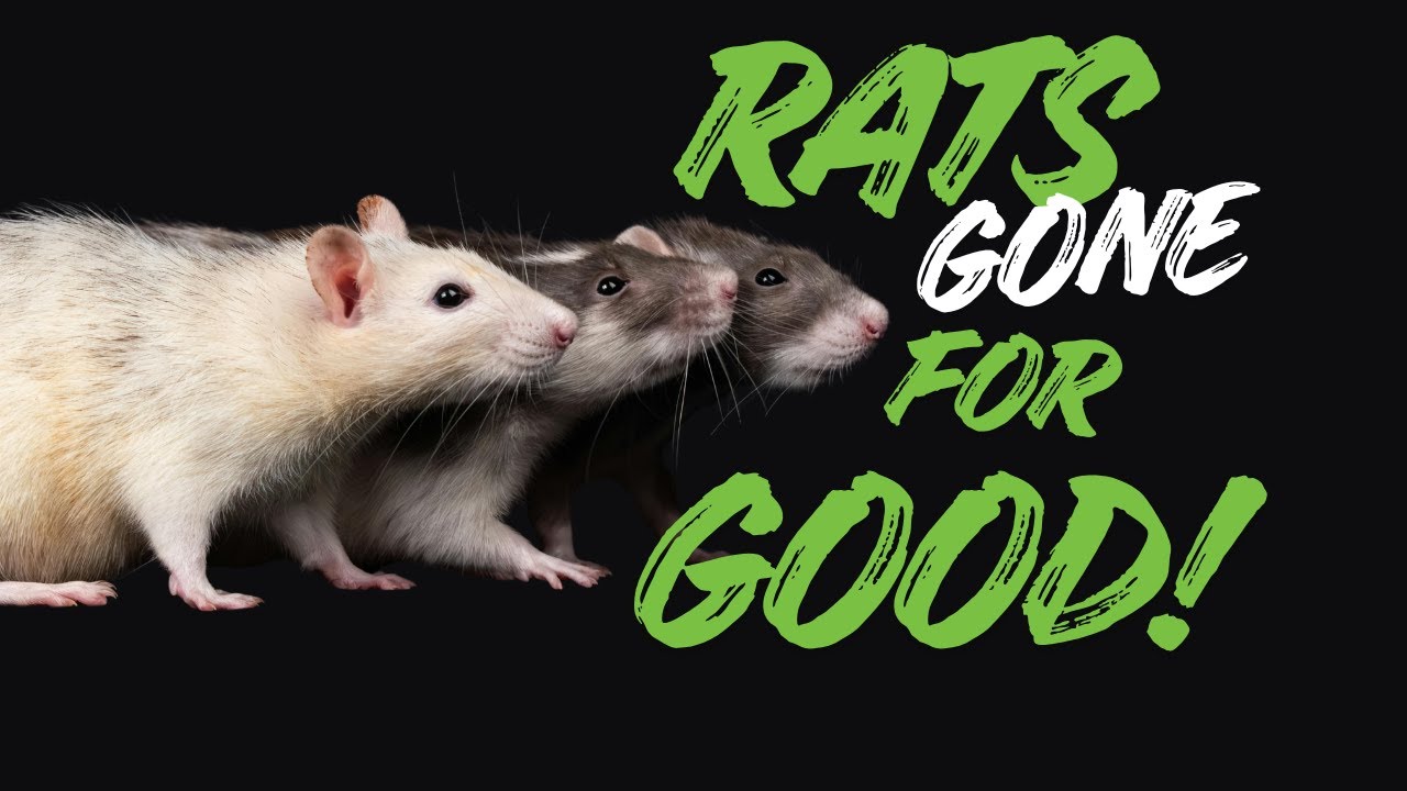 This Deck Was Rat Heaven | Professional Rat Exclusion in White Rock, BC