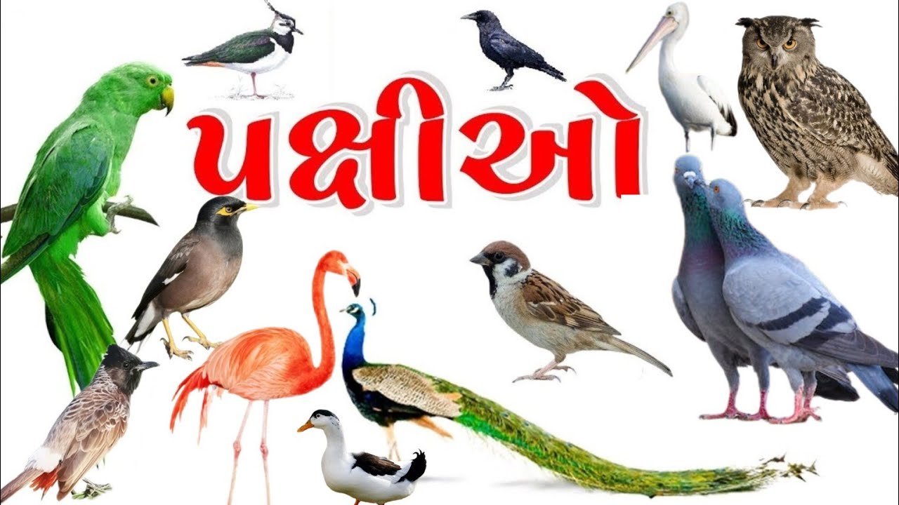 Birds Name And Sound | પક્ષીઓના નામ અને અવાજ | Bird Names in Gujarati  English | pakshiyon na naam