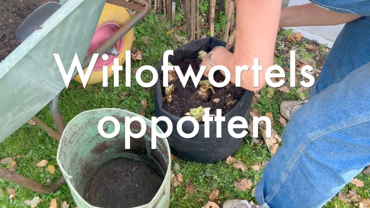 Ini's Moestuin #259 Voorgezaaide tuinbonen en erwten planten, witlof oppotten, tomatennieuws