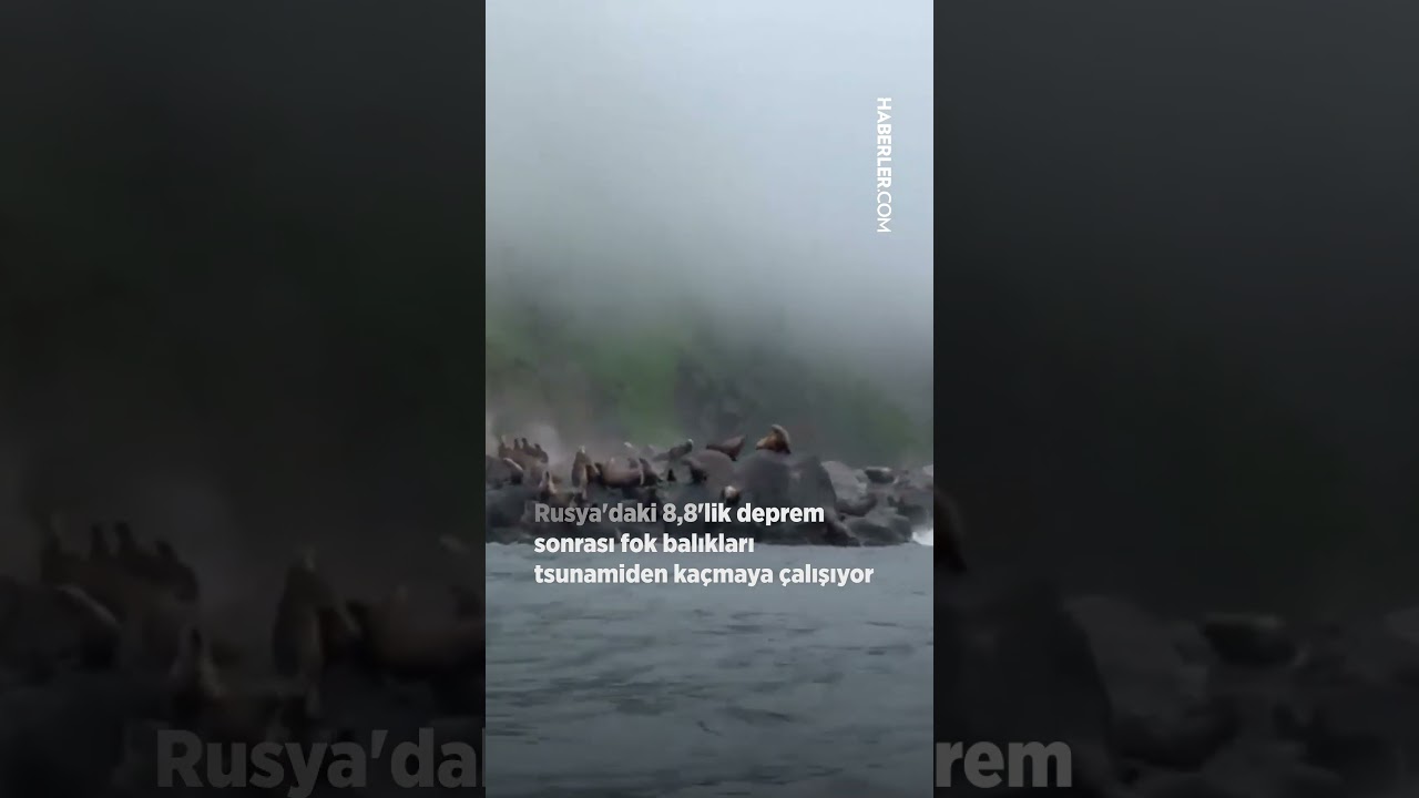 Rusya'daki 8,8'lik deprem sonrası fok balıkları tsunamiden ka&ccedil;maya &ccedil;alışıyor