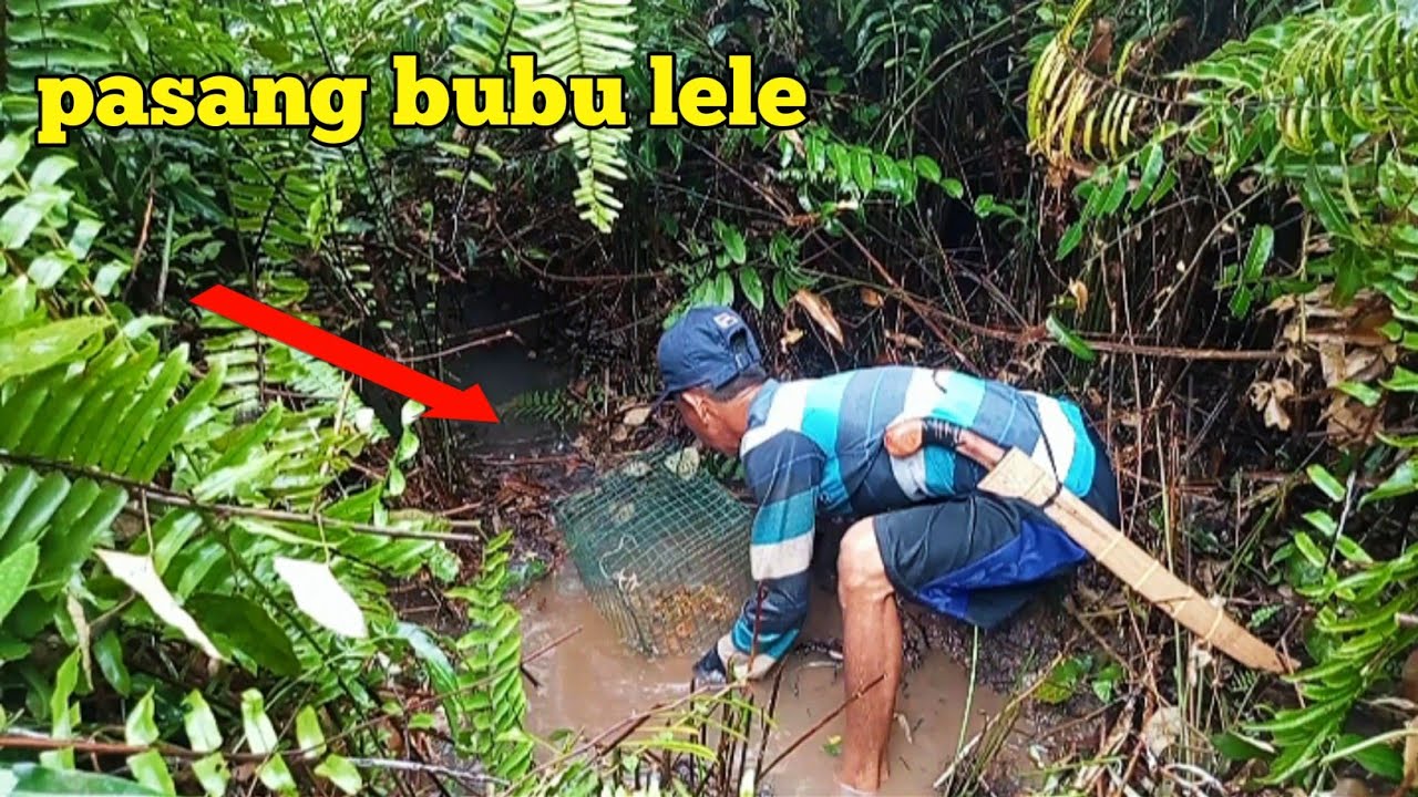 pasang bubu lele lembat di spot baru memang gacorr